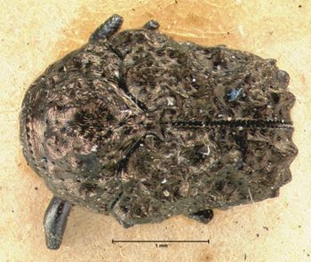 Media type: image; Entomology 9358   Aspect: habitus dorsal view